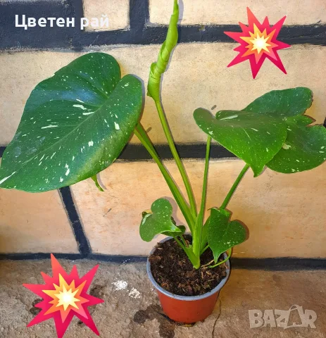 Комплект от три вида monstera, може и по отделно, снимка 9 - Стайни растения - 56123987