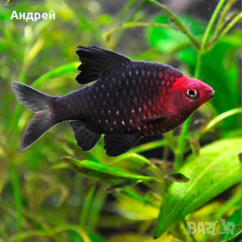 черен барбус