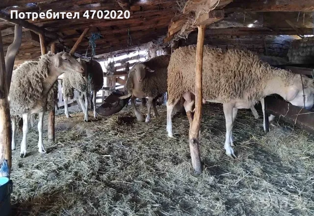 Продавам Шилета и Коч, снимка 3 - Овце - 56549901