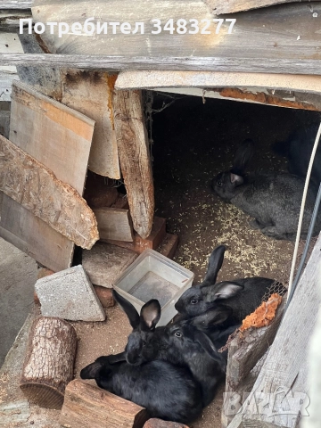 Продавам Зайци Стара Загора