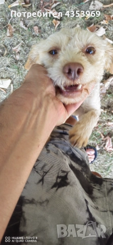 Куче за Трюфели. , снимка 2 - Други - 51440984