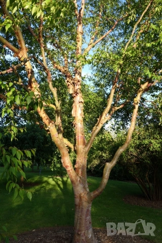 Хималайска бреза 