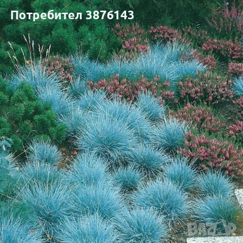 Фестука, синя трева / Festuca glauca, снимка 2 - Градински цветя и растения - 52691712