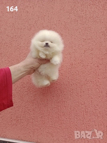 Чисто бели мини Померани. Реални снимки !!! , снимка 9 - Померан - 53895518