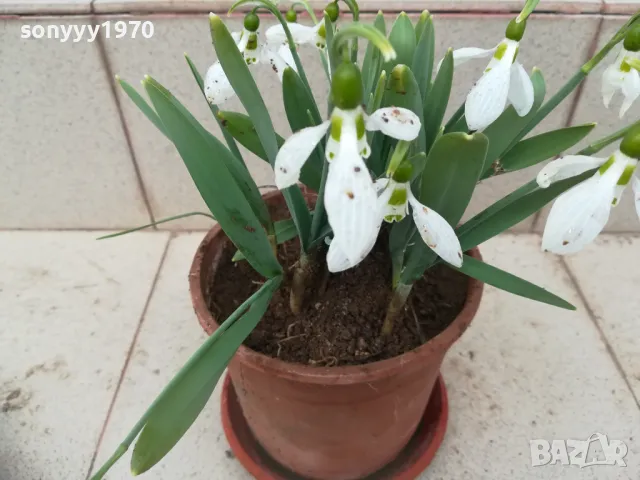 КОКИЧЕТА 0103251719