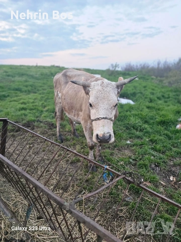 semental na 3 tele prasnotelka sls 20 litra mlako
