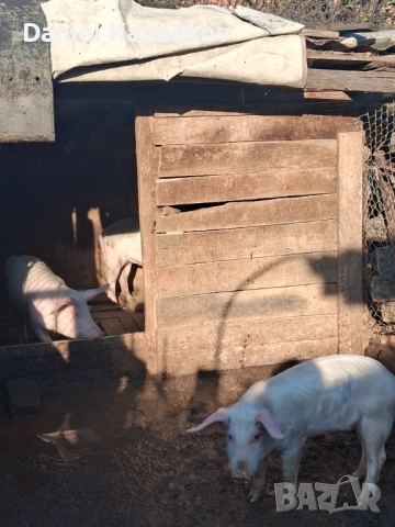 Прасета до 30-35кг