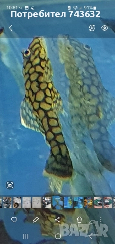 Анциструс Wabenmunster (пчелна пита)