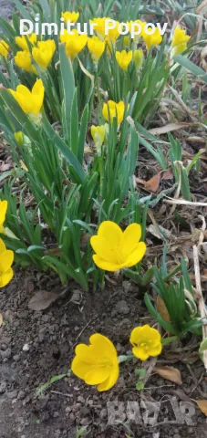 Есенен минзухар, снимка 7 - Сортови семена и луковици - 39909900