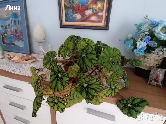 Бегония( Begonia bowerae"Persian brocade") , снимка 2 - Стайни растения - 39831905