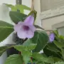 синингия различни видове , снимка 3