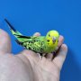 Вълнисти папагалчета, снимка 1 - Папагали - 40608111