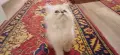 персийски котета, снимка 2