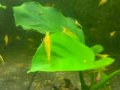 Жълти скариди, Yellow Shrimps, снимка 7