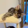Мейн куун котета, снимка 2