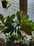 Euphorbia leuconeura , снимка 2