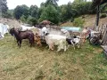 Свободни мъжки и женски, снимка 8