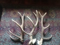 Красиви еленови рога (с черепна кост) – За декорация и колекция, снимка 1