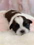Кученца Ши Тцу /SHIH TZU FCI pedigree , снимка 9