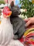 Британско коте., снимка 1
