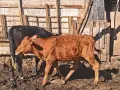 Продавам крави, юници и телета , снимка 16