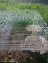 Зайчарник клетка за зайци , снимка 7