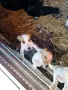 Продавам Джак Ръсел, снимка 6