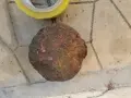 СТАРО АНТИЧНО ГЮЛЕ 1/2 1908261059, снимка 14