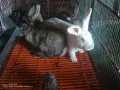 Зайци домашни различни видове, снимка 5