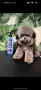 Toy poodle teacup / Той Пудел , снимка 1