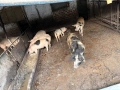 Продаваме прасета , снимка 6