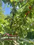 Черешова градина в с. Узунджово, обл. Хасково 🍒, снимка 2