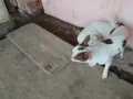 Мъжки мини чихуахуа за разплод, снимка 1