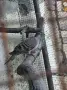 Продавам Бронзовокрили гълъби, снимка 3