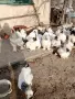 яйца от колумбийска брама , снимка 8