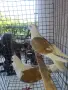 Пощенски гълъби, снимка 2
