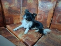 Мъжки чихуахуа търси женска, снимка 11