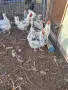  разплодни яйца от родопска шарена, снимка 1