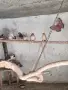 Продавам Зеброви Амадини, снимка 2