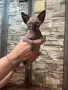 Котенца канадски сфинкс и елф, снимка 5