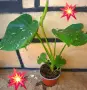 Комплект от три вида monstera, може и по отделно, снимка 9