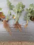 Предлагам разсад ягоди сорт Априка, снимка 6
