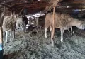 Продавам Шилета и Коч, снимка 3