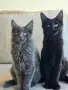 Котенца Мейн-Кун , снимка 1