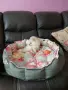 померанче момиче на два месец, снимка 5