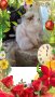 Персийски дългокосместа хималайски колорпойнт сини очи женско и мъжко малки котета разкошни любимци!, снимка 1 - Персийска - 43549487