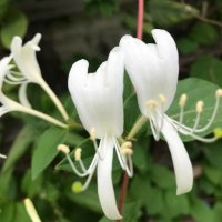 Lonicera albiflora(Лоницера бяла), снимка 1 - Градински цветя и растения - 42352733