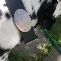 Изработка на медальони за кучета, снимка 5 - За кучета - 30106374