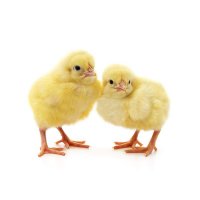 Смеска за пилета до 30-дневна възрас БОНМИКС, 10кг