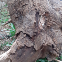 Орехово коренище корен дънер орех, снимка 1 - Други - 44808810